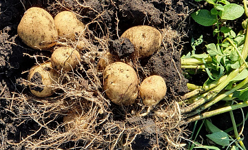 Названы товары, которые Россия может недополучить из-за кризиса в Пакистане