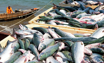 Россия вошла в тройку лидеров по экспорту рыбного филе