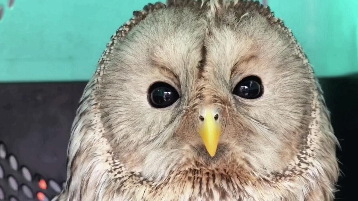 В Иркутской области спасенную сову после реабилитации выпустили на волю