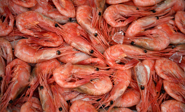 Россия нарастила импорт креветок в 2025 году ?