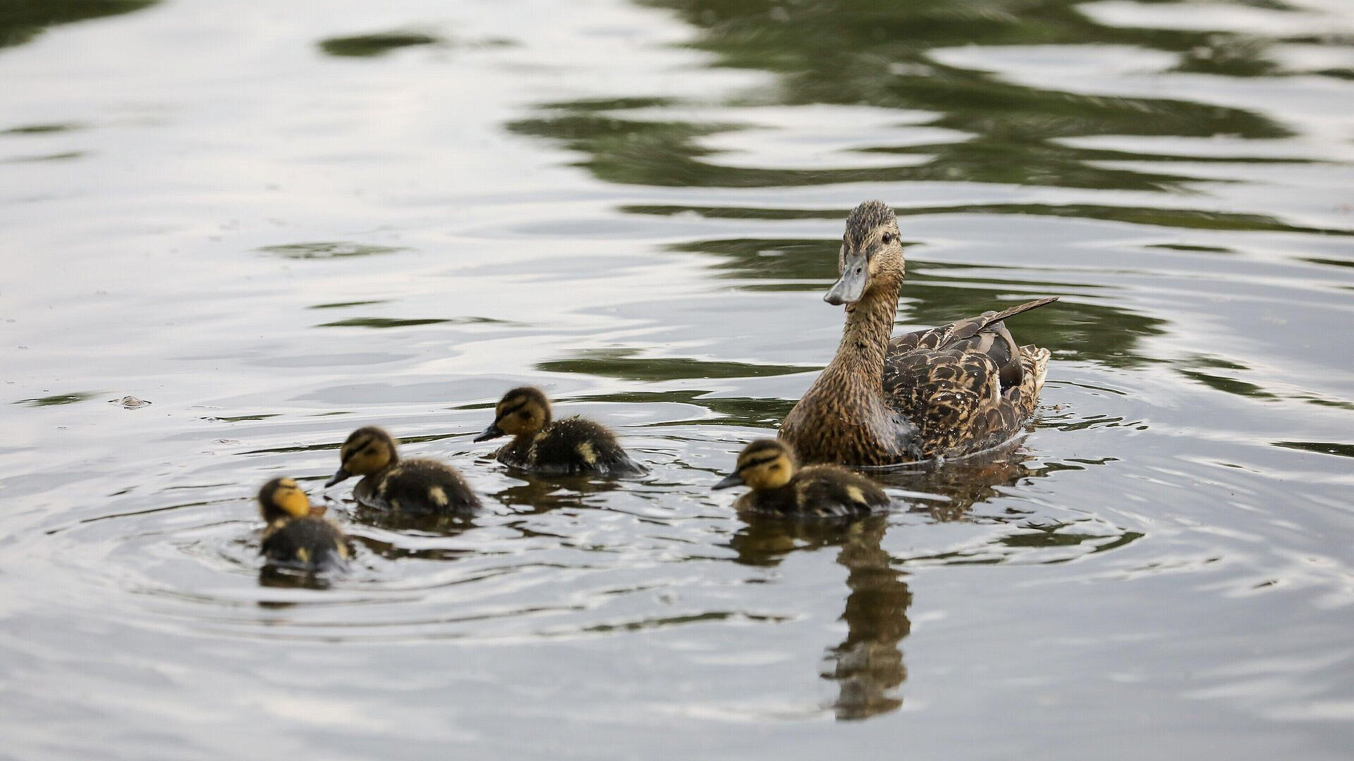 В Московском зоопарке спасли утят