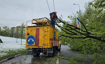 В Подмосковье более 1,5 тысячи деревьев упали из-за непогоды