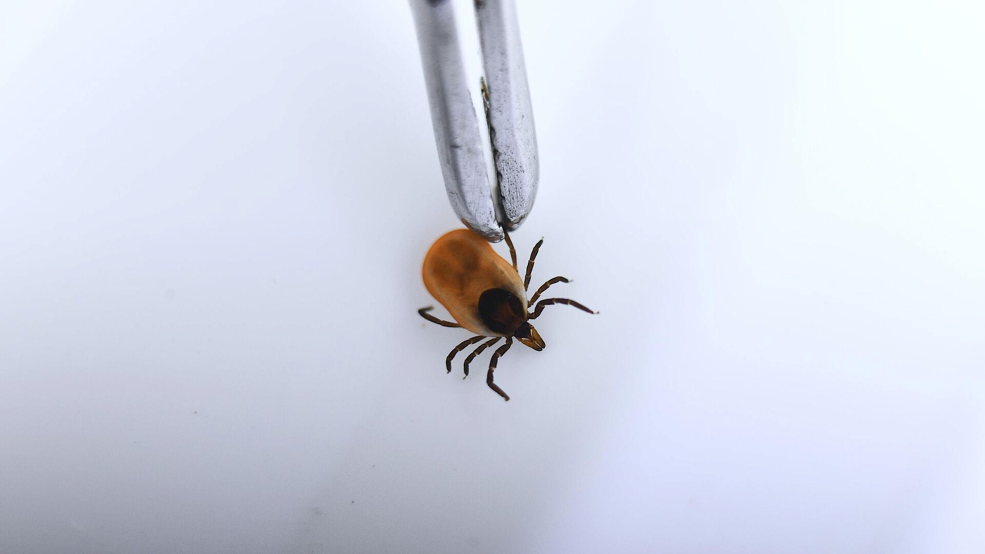 В Центральной России появились клещи - переносчики опасной болезни с юга