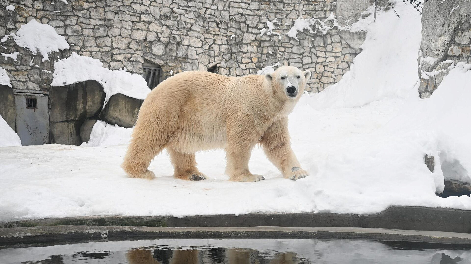 В Перми посетитель зоопарка пытался накормить белых медведей таблетками