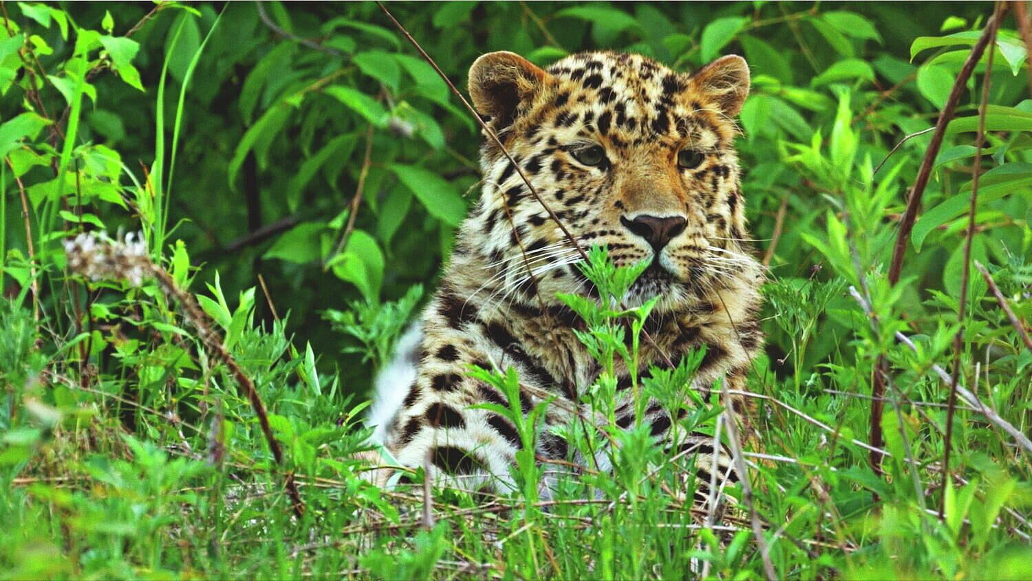 � ����������� �� ������������ ������ �������� ��������