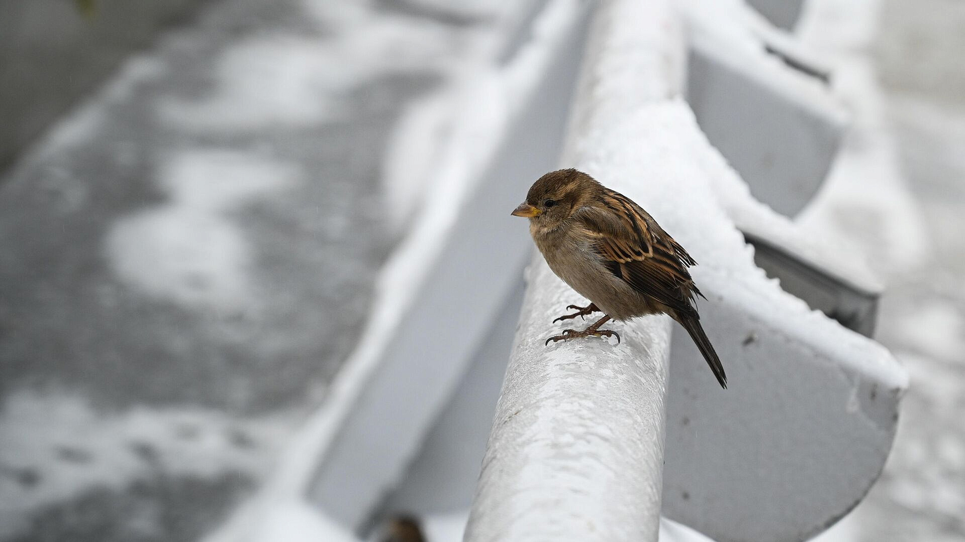 � ������ � ������� �������� �������� ��������