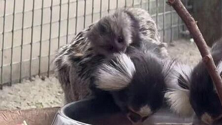 � ������������� �������� ������� ������� ������������ �������