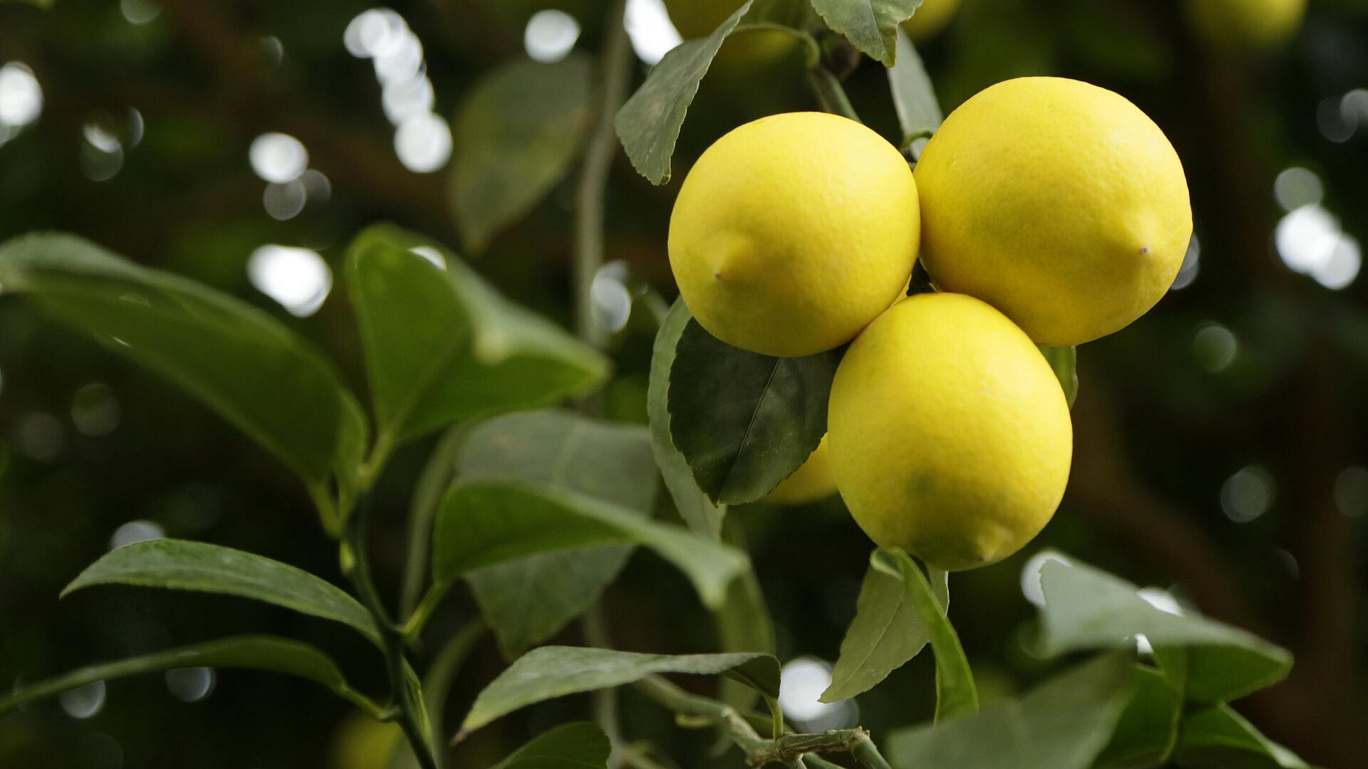 В Крыму рассказали о лимонах, которыми восхитился Путин