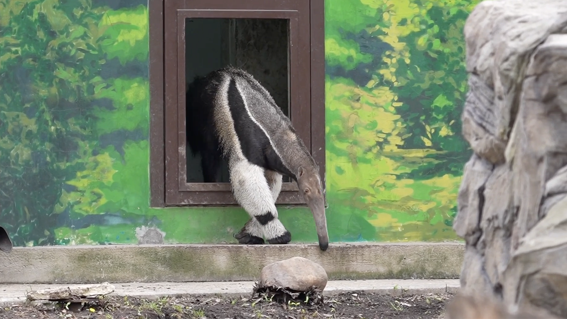 В Московском зоопарке муравьеды вышли в уличные вольеры