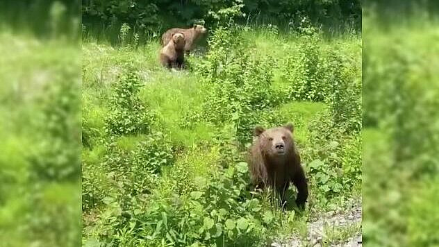 Медвежат на Камчатке решили не изымать из дикой природы