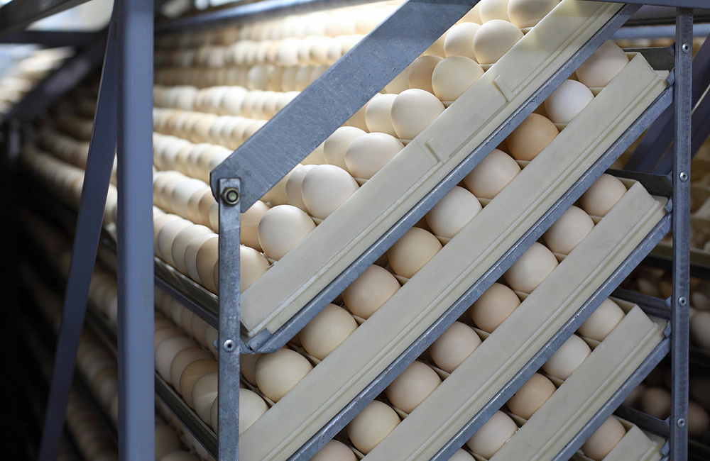 Правительство РФ приступило к борьбе с ростом цен на куриные яйца