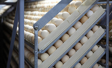 Правительство РФ приступило к борьбе с ростом цен на куриные яйца