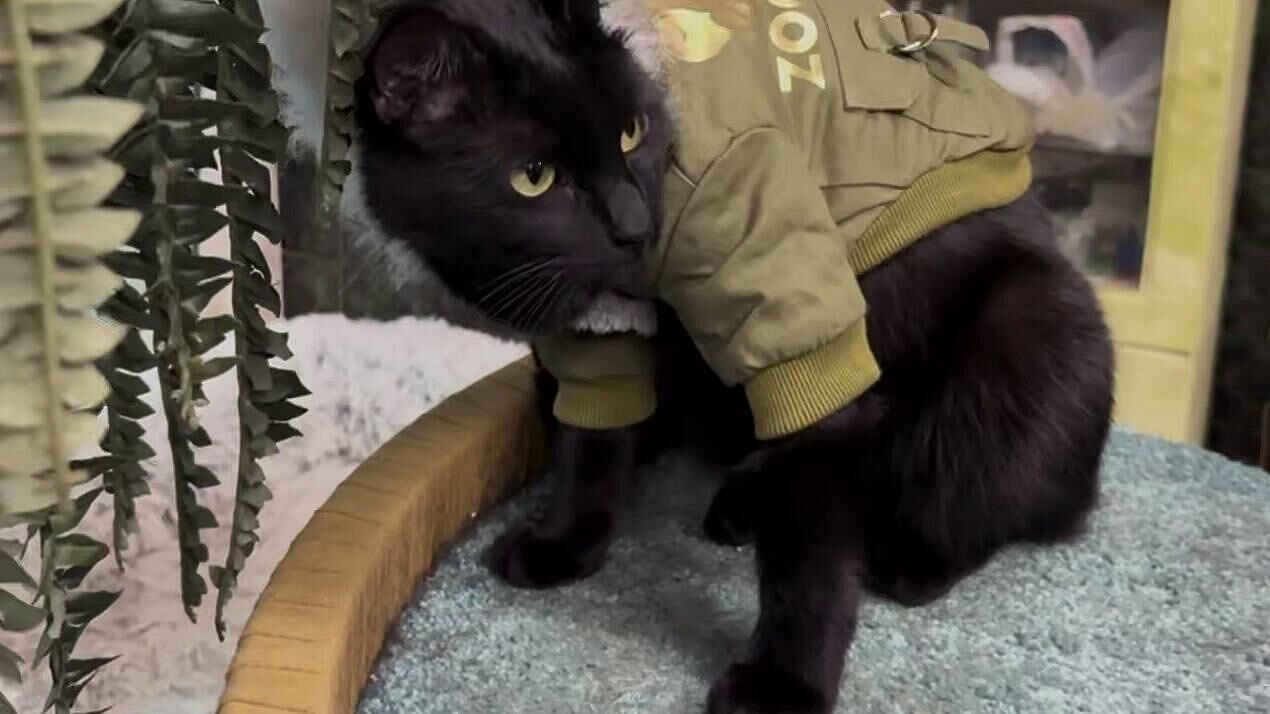 ���� ����� �� ����������� �������� �������� ������� ������