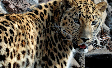 В Приморье оценили возможный обмен леопарда на капибар из Японии