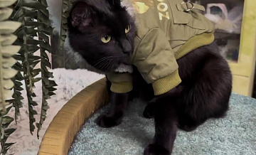 Коту Симбе из Московского зоопарка подарили именную куртку