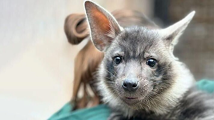 Москвичи выберут имя для детеныша краснокнижной гиены