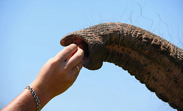 Чучело Зимы отдадут на съедение слонам в ростовском зоопарке