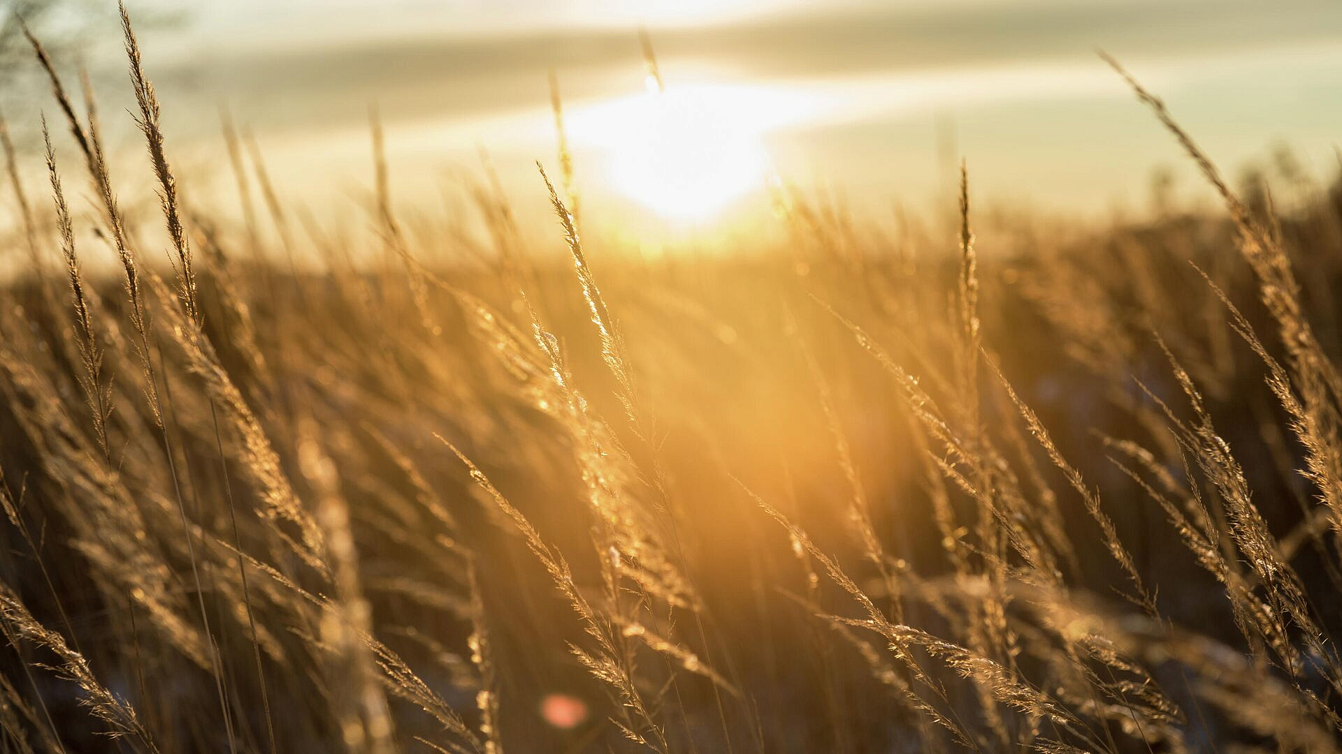 В Московский регион вернулись заморозки