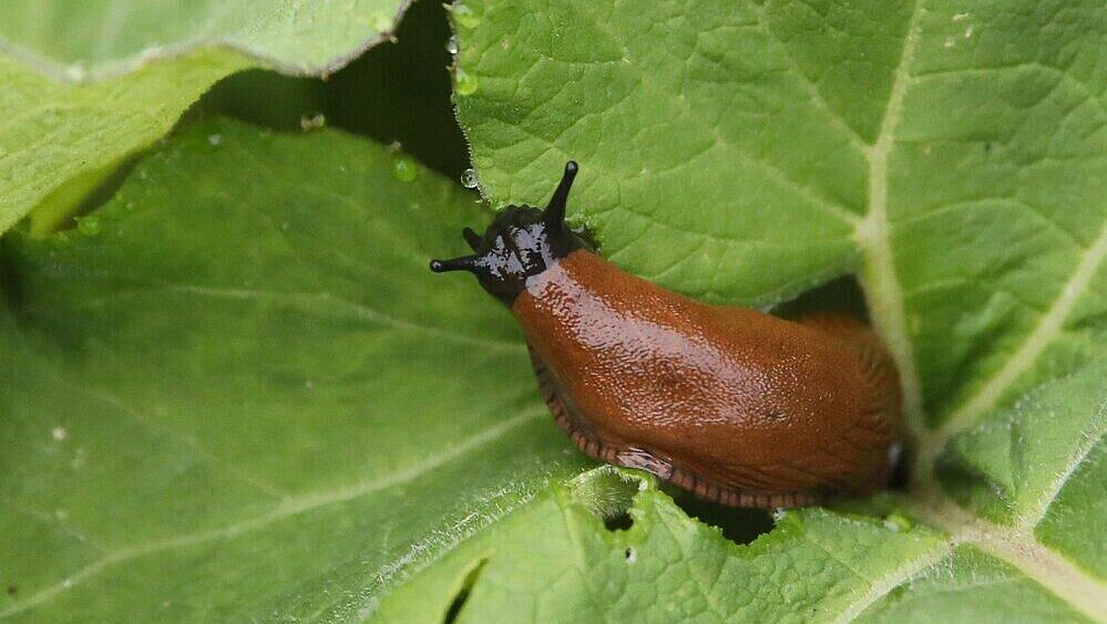 Ученый рассказал, когда в Москве проснутся испанские слизни