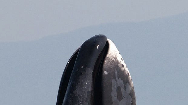В Минобрнауки назвали возраст самого старого кита в мире
