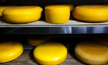 Эксперт рассказал о "грибковом кризисе", угрожающем сырам