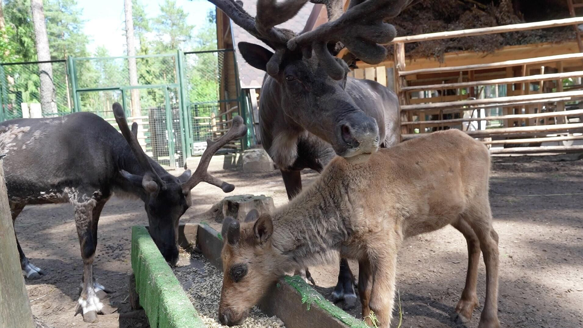 � ������� ���� ������ �������� ��� �������� ��������