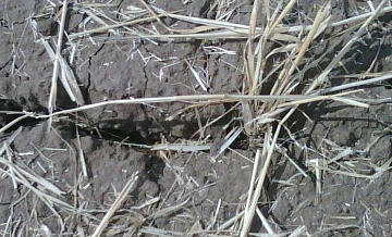 В Ингушетии ввели режим ЧС из-за гибели урожая