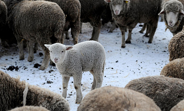 Россия приостановила ввоз животноводческой продукции из ЕС