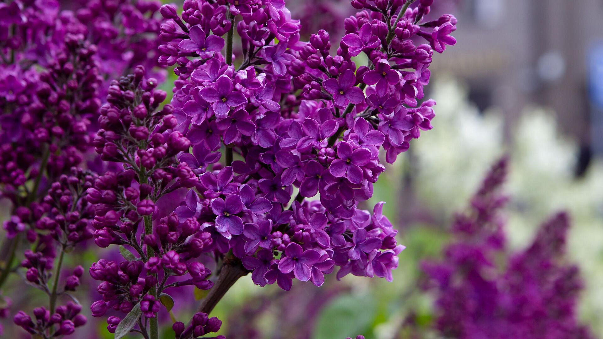 Биолог предупредила об опасности черемухи