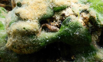 Российские ученые нашли новый вид уникальных водорослей на Байкале