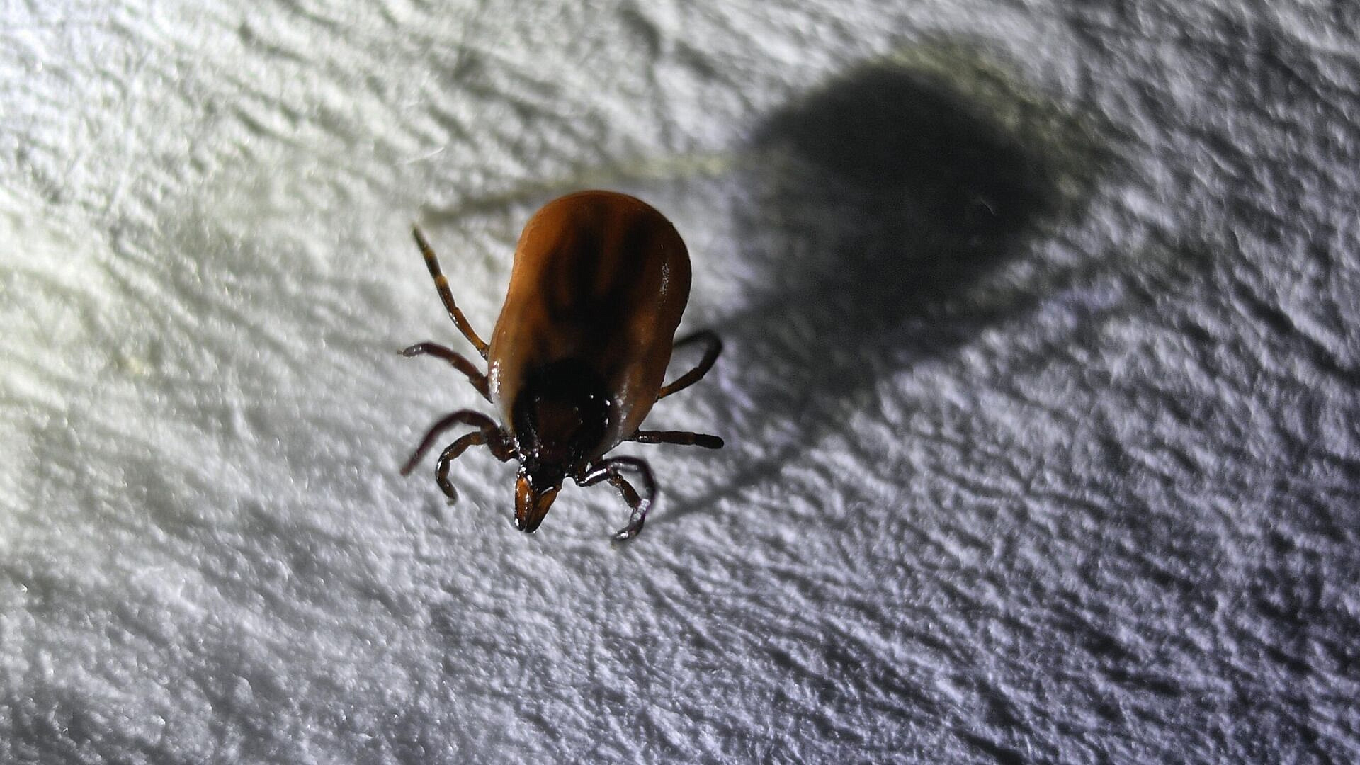 Эксперт рассказала, как правильно защитить питомцев от клещей