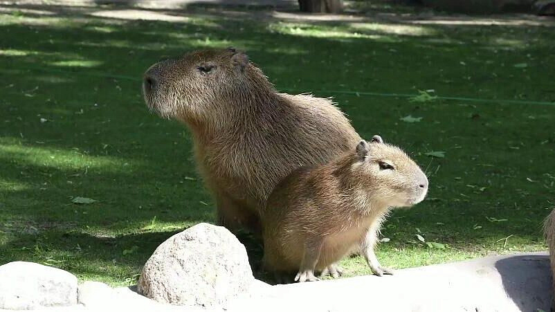 � ���������� �������� ������ ��� ����������� � ������� �������� ��������