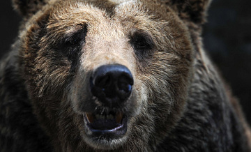 На Алтае, вероятно, ликвидировали медведя-людоеда, напавшего на туристку