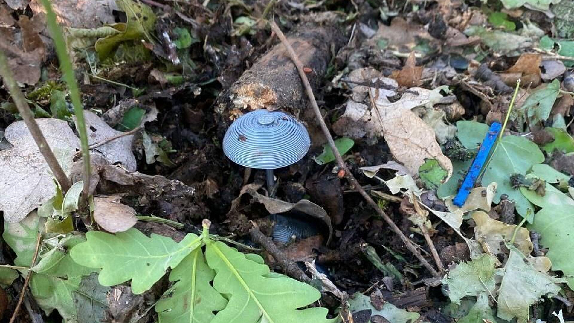 ���� ������ ������� ���������� �� �������������� ����������� ���