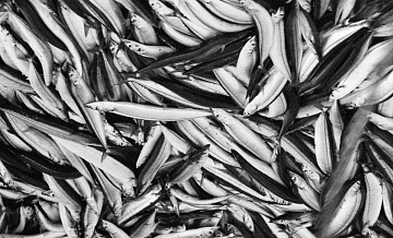 Россия надеется на допуск рыбаков в экономические зоны ряда стран Африки