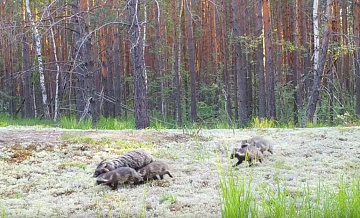 Фотоловушка запечатлела летние заботы семьи енотовидных собак