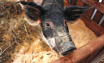 В пригороде Кишинева зарегистрировали новую вспышку африканской чумы свиней