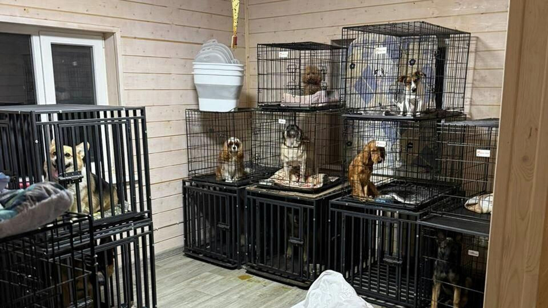Владелиц зоогостиницы в Подмосковье, где истязали животных, доставили в суд