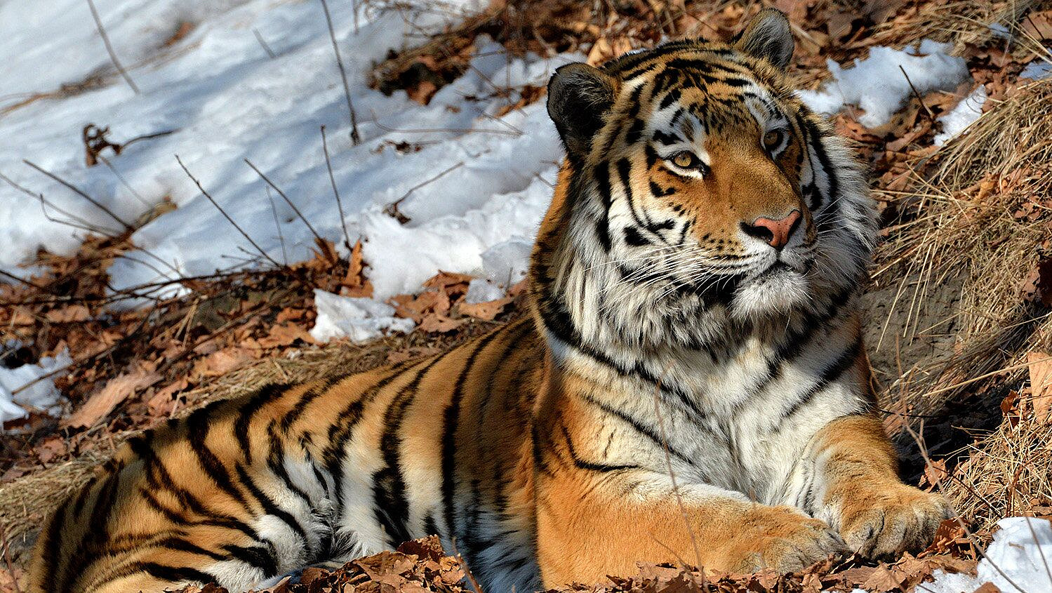 � �������� ������� ��������� �����, �������� ������