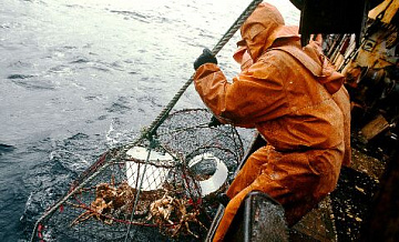 Россия увеличила поставки крабов в Китай до рекорда