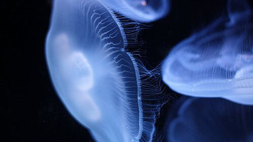 Туристам рассказали, на каких курортах можно встретить медуз