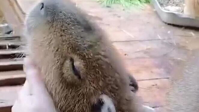 � ������������� �������� �������� �������� �������� 