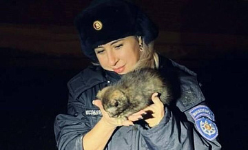 Подмосковные спасатели освободили котенка, застрявшего под обшивкой дома