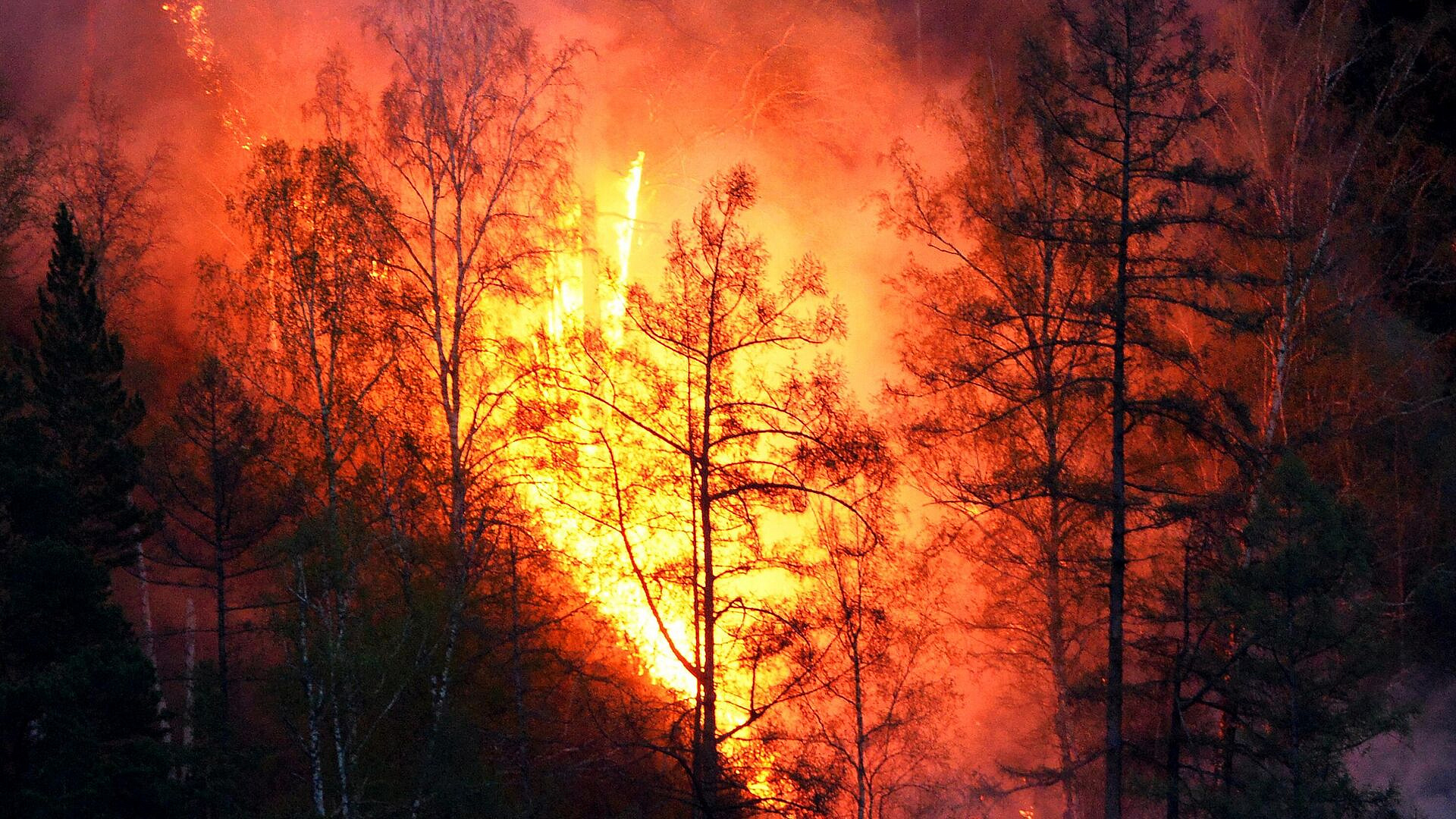 Рослесхоз оценил, какую площадь лесных пожаров нужно "удержать" в 2025 году