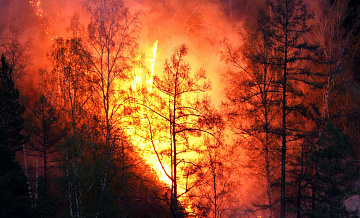 Рослесхоз оценил, какую площадь лесных пожаров нужно "удержать" в 2025 году