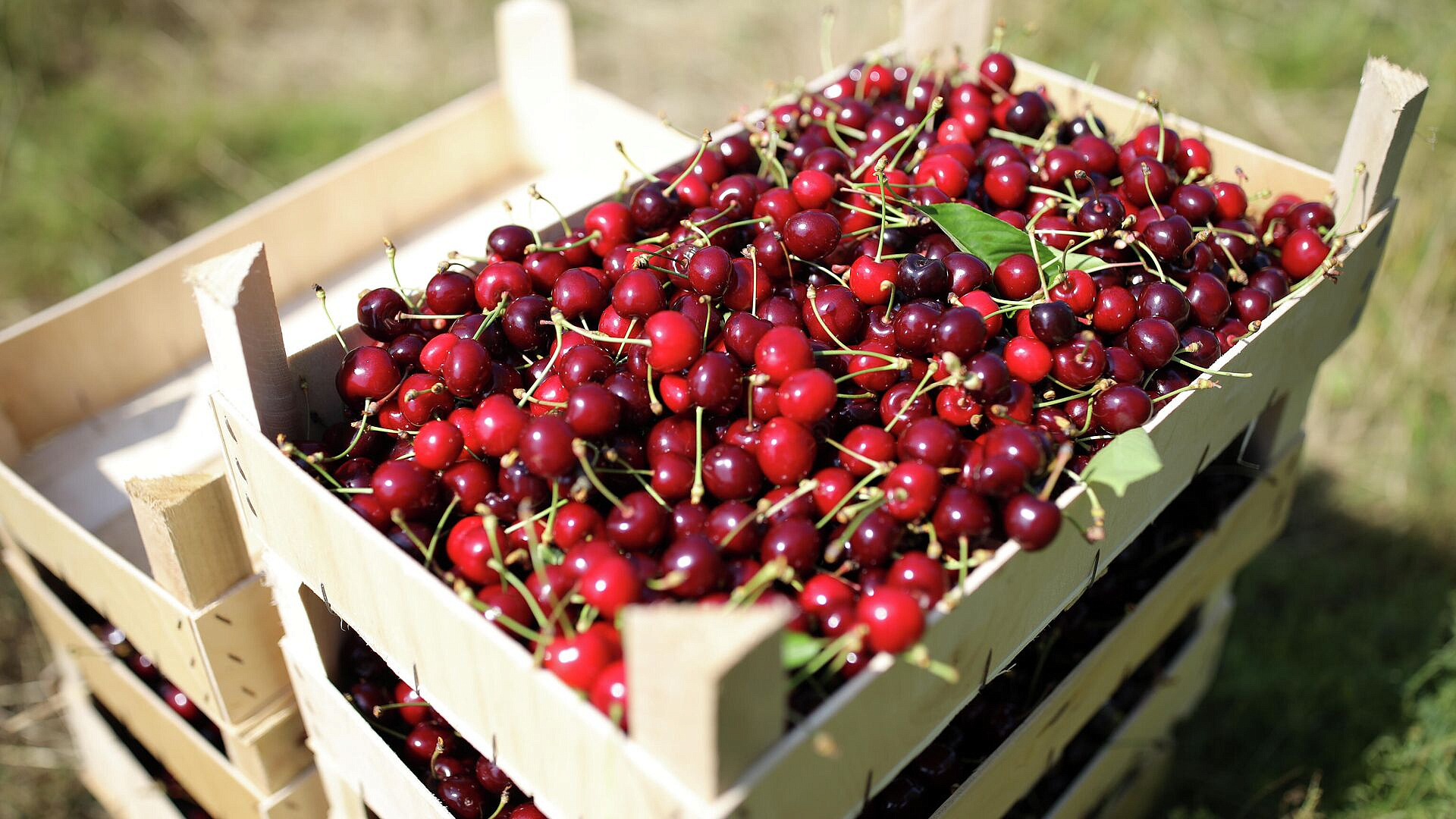 Диетолог рассказала о пользе и вреде черешни