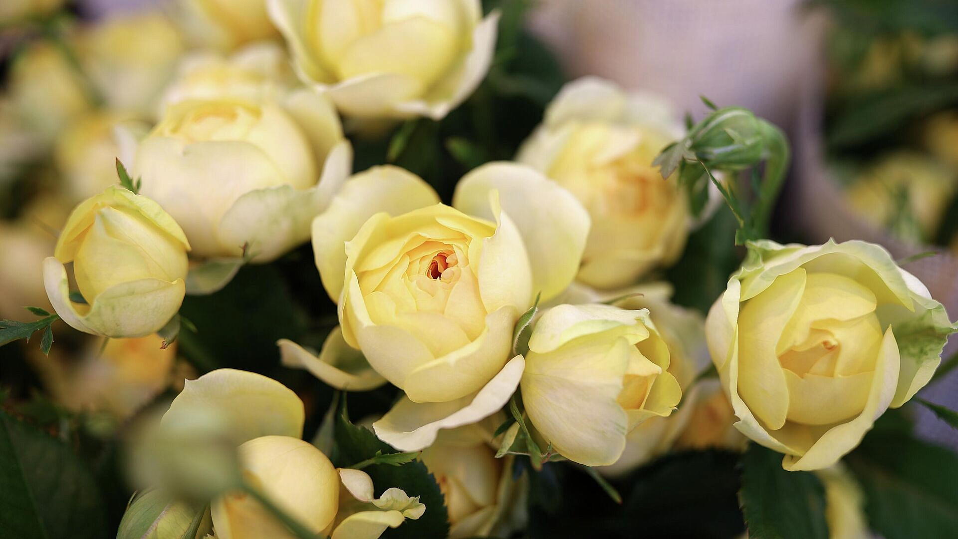 В Роскачестве рассказали, как правильно выбрать цветы