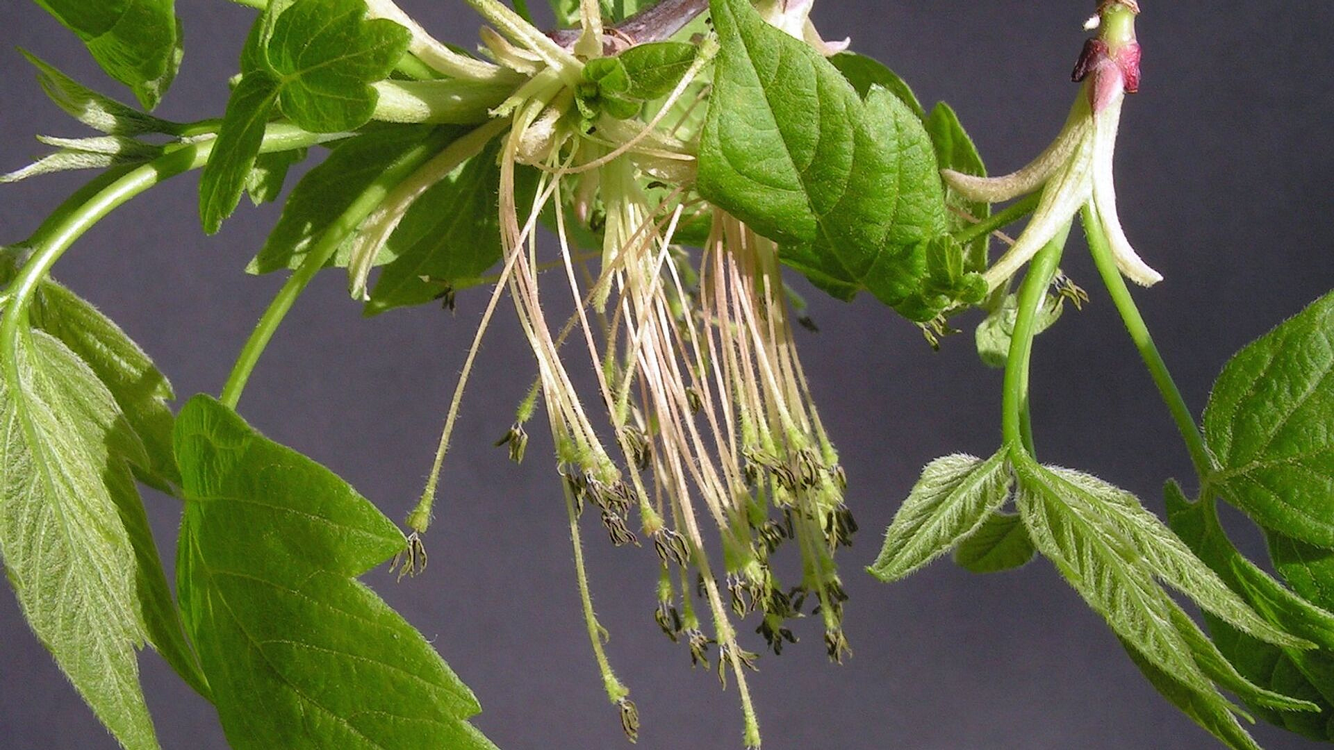 Американский клен опасен для арктических экосистем, заявил биолог