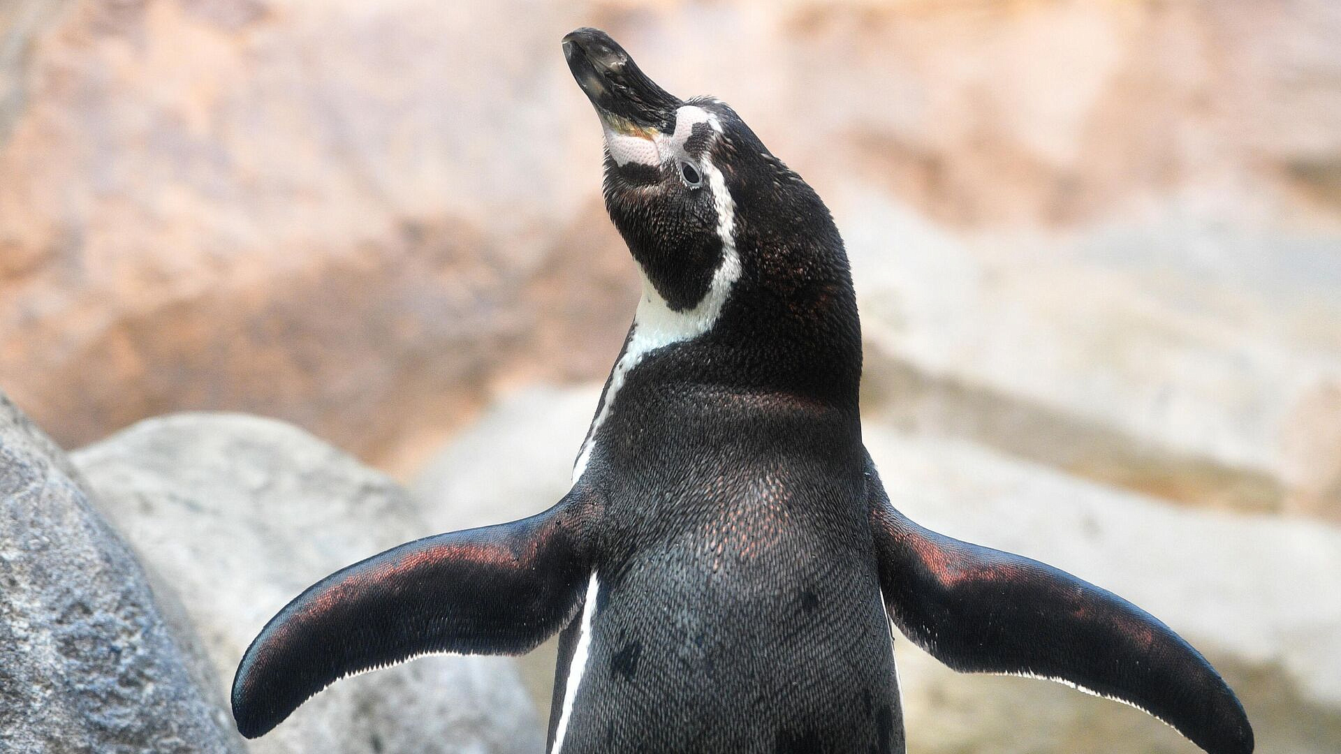 � ����� ������� ������� �����������