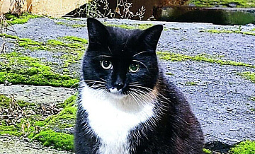 � ������ ������ ���� �����, ������������ ��� ������ ����